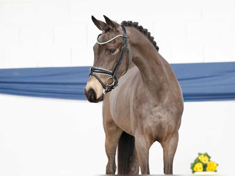 Niemiecki kuc wierzchowy Klacz 4 lat 145 cm Bułana in Marsberg