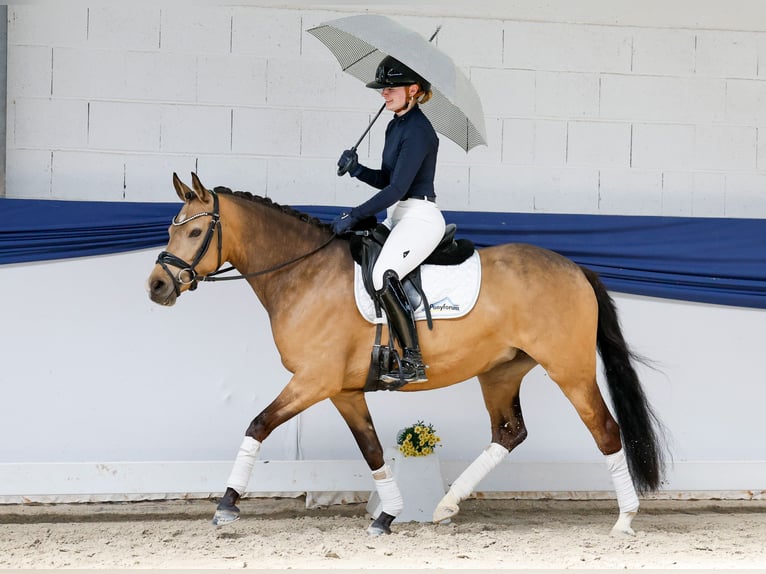 Niemiecki kuc wierzchowy Klacz 4 lat 145 cm Bułana in Marsberg
