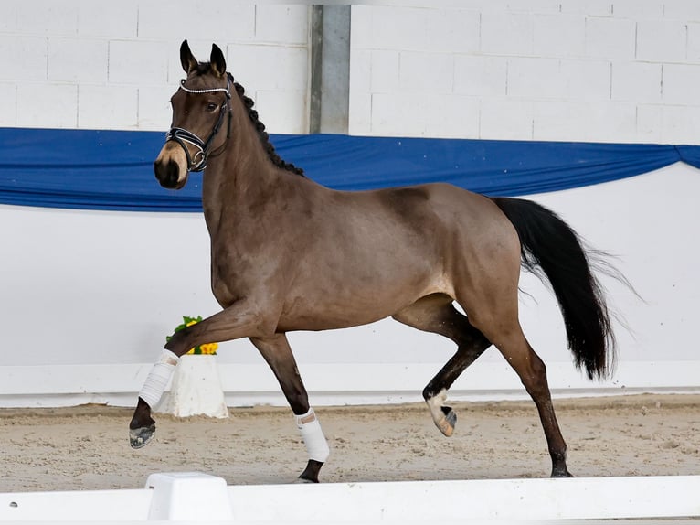 Niemiecki kuc wierzchowy Klacz 4 lat 145 cm Bułana in Marsberg