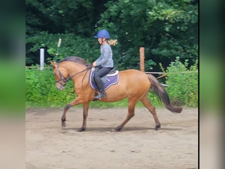 Niemiecki kuc wierzchowy Klacz 4 lat 145 cm Bułana in Ritterhude