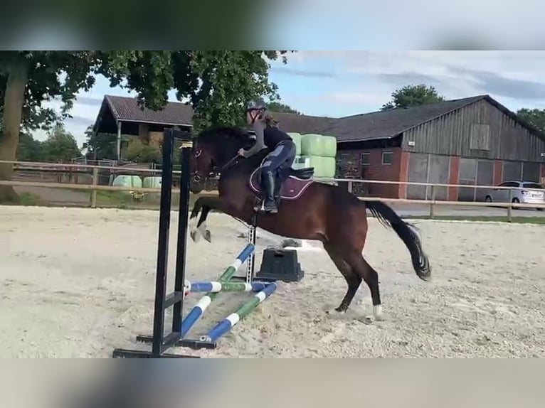 Niemiecki kuc wierzchowy Klacz 4 lat 145 cm Ciemnogniada in Bramsche