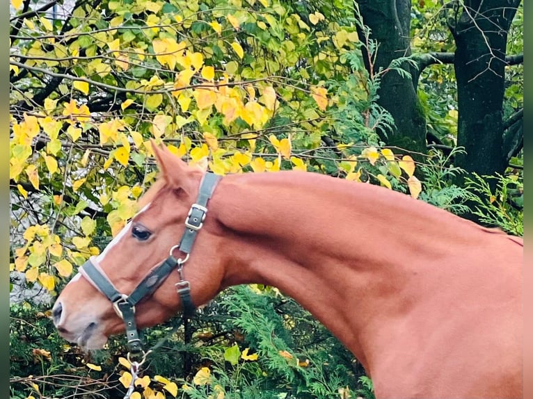 Niemiecki kuc wierzchowy Klacz 4 lat 145 cm Ciemnokasztanowata in Cumbria