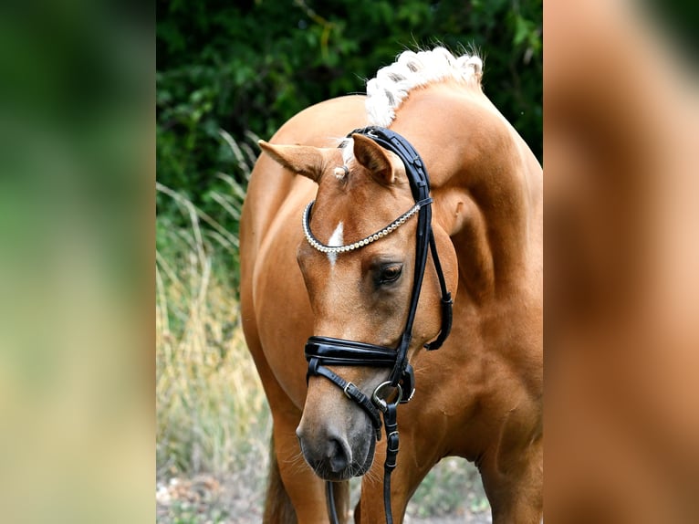 Niemiecki kuc wierzchowy Klacz 4 lat 145 cm Izabelowata in Kamern