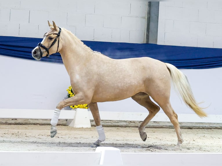 Niemiecki kuc wierzchowy Klacz 4 lat 145 cm Izabelowata in Marsberg