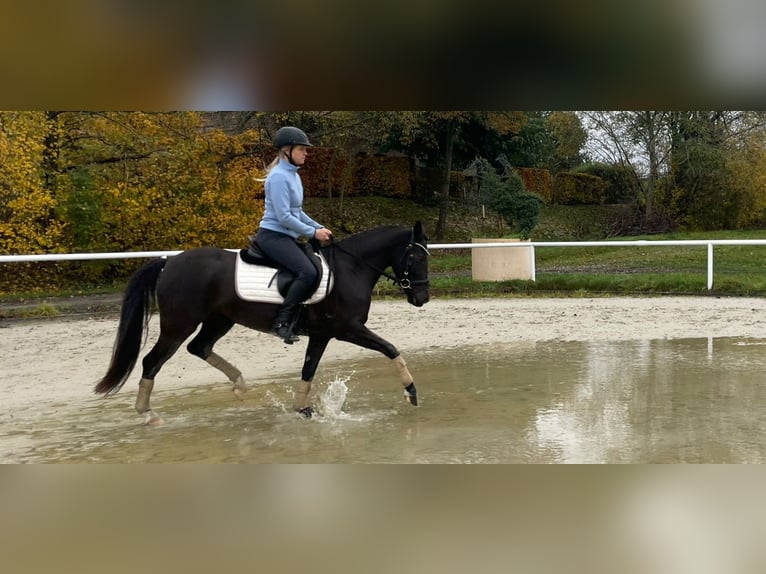 Niemiecki kuc wierzchowy Klacz 4 lat 145 cm Kara in Haren