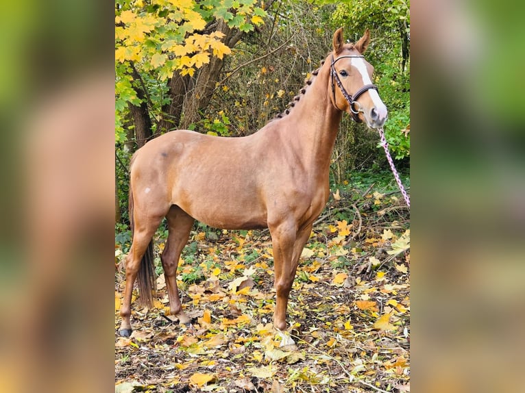 Niemiecki kuc wierzchowy Klacz 4 lat 145 cm Kasztanowata in Grevenbroich