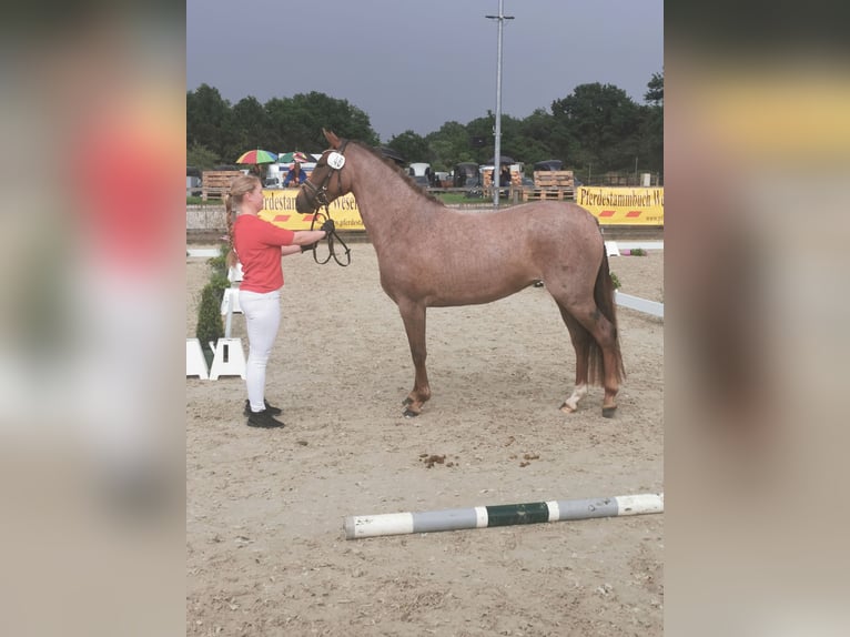 Niemiecki kuc wierzchowy Klacz 4 lat 145 cm Kasztanowatodereszowata in Stadland