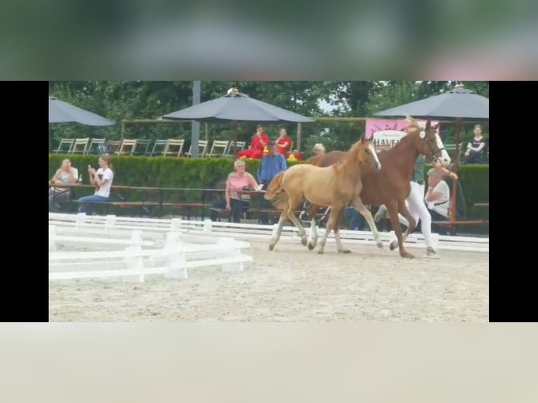 Niemiecki kuc wierzchowy Klacz 4 lat 146 cm Bułana in Niederzier