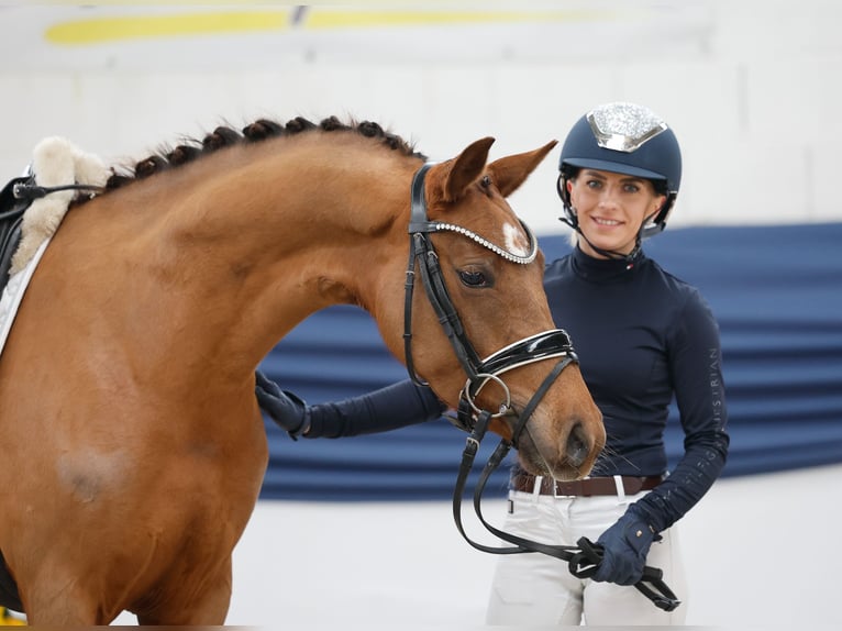 Niemiecki kuc wierzchowy Klacz 4 lat 146 cm Ciemnokasztanowata in Marsberg