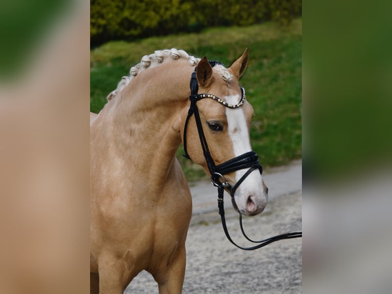 Niemiecki kuc wierzchowy Klacz 4 lat 146 cm Izabelowata in Fürstenau