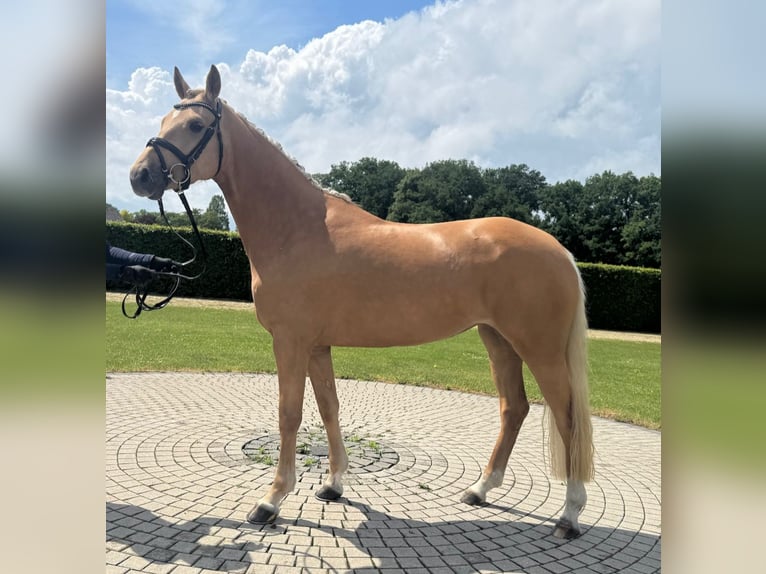 Niemiecki kuc wierzchowy Klacz 4 lat 146 cm Izabelowata in M&#xFC;nster