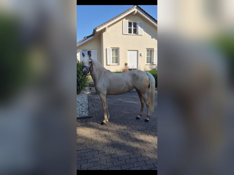 Niemiecki kuc wierzchowy Klacz 4 lat 146 cm Izabelowata in Willich
