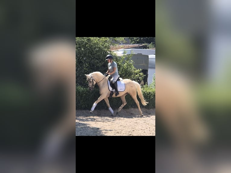 Niemiecki kuc wierzchowy Klacz 4 lat 146 cm Izabelowata in Willich