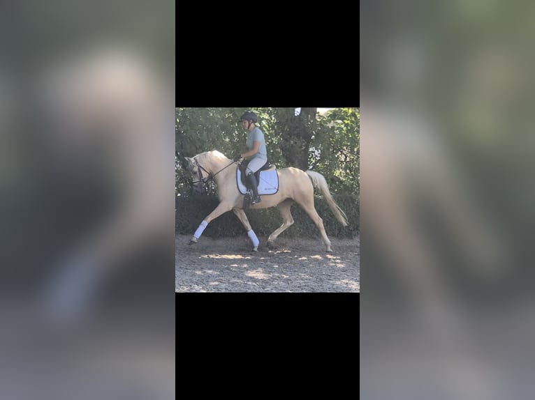 Niemiecki kuc wierzchowy Klacz 4 lat 146 cm Izabelowata in Willich