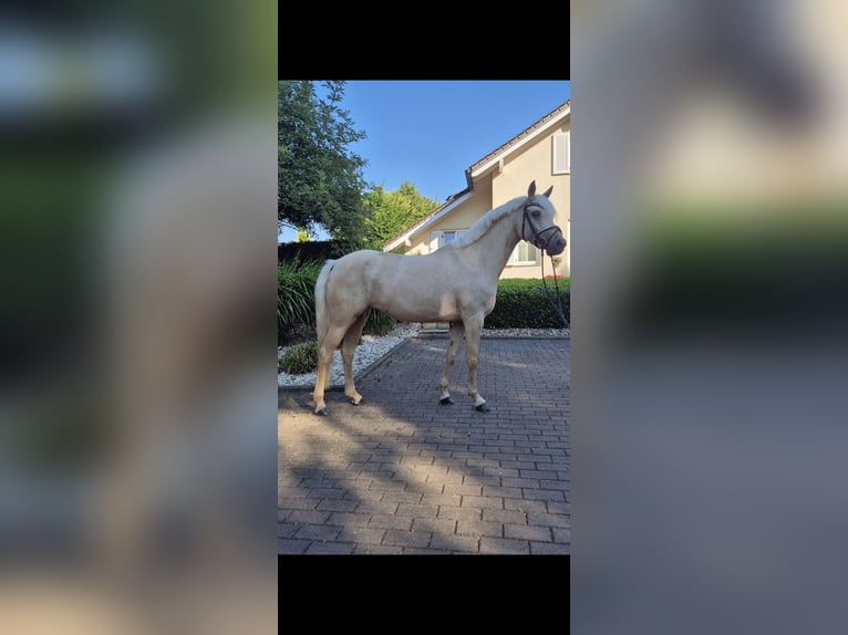 Niemiecki kuc wierzchowy Klacz 4 lat 146 cm Izabelowata in Willich