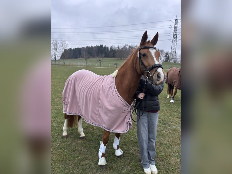 Niemiecki kuc wierzchowy Klacz 4 lat 146 cm Kasztanowata in Niederstotzingen
