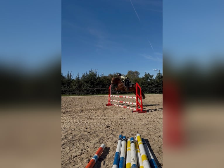 Niemiecki kuc wierzchowy Mix Klacz 4 lat 146 cm Kasztanowata in Wiesbaden