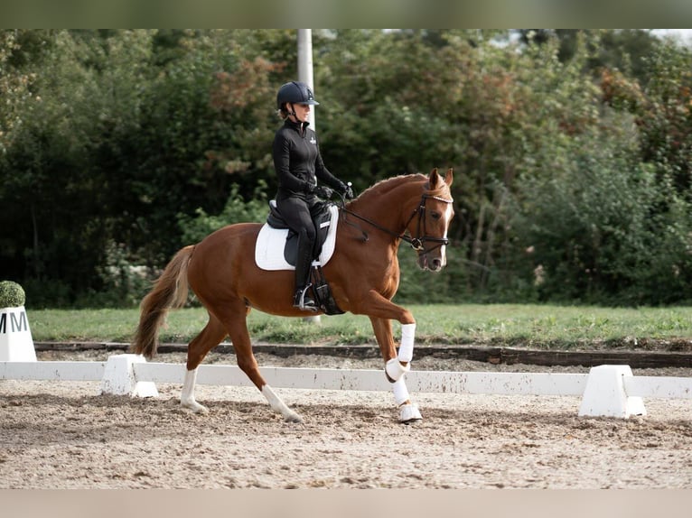 Niemiecki kuc wierzchowy Mix Klacz 4 lat 146 cm Kasztanowata in Wiesbaden