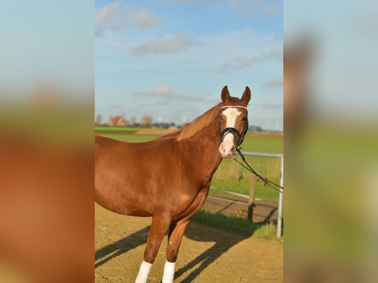 Niemiecki kuc wierzchowy Klacz 4 lat 146 cm Kasztanowata in Geilenkirchen