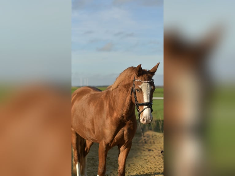 Niemiecki kuc wierzchowy Klacz 4 lat 146 cm Kasztanowata in Geilenkirchen