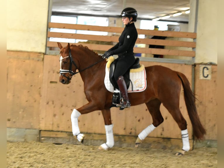 Niemiecki kuc wierzchowy Klacz 4 lat 146 cm Kasztanowata in Kl&#xF6;tze