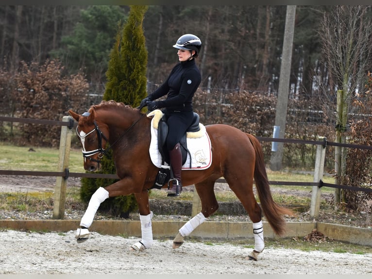 Niemiecki kuc wierzchowy Klacz 4 lat 146 cm Kasztanowata in Kl&#xF6;tze