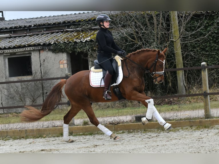 Niemiecki kuc wierzchowy Klacz 4 lat 146 cm Kasztanowata in Kl&#xF6;tze