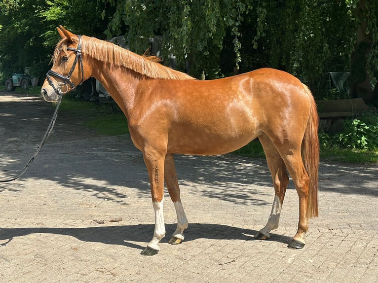 Niemiecki kuc wierzchowy Klacz 4 lat 146 cm Kasztanowata in Marl