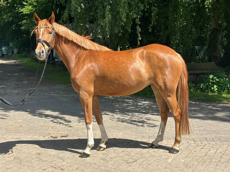 Niemiecki kuc wierzchowy Klacz 4 lat 146 cm Kasztanowata in Marl