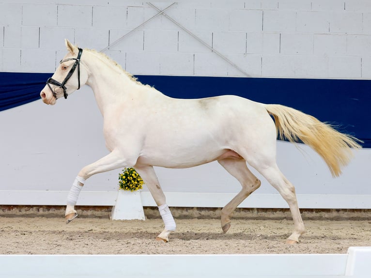 Niemiecki kuc wierzchowy Klacz 4 lat 146 cm Perlino in Marsberg