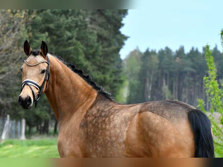 Niemiecki kuc wierzchowy Klacz 4 lat 147 cm Bułana in Kamern