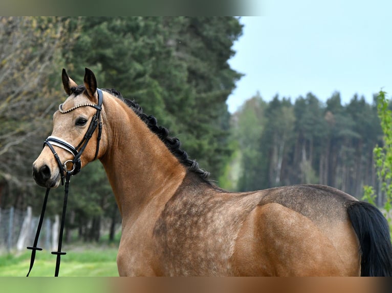 Niemiecki kuc wierzchowy Klacz 4 lat 147 cm Bułana in Kamern