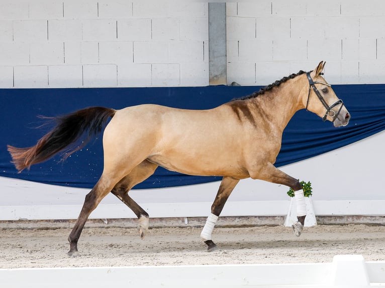 Niemiecki kuc wierzchowy Klacz 4 lat 147 cm Bułana in Marsberg