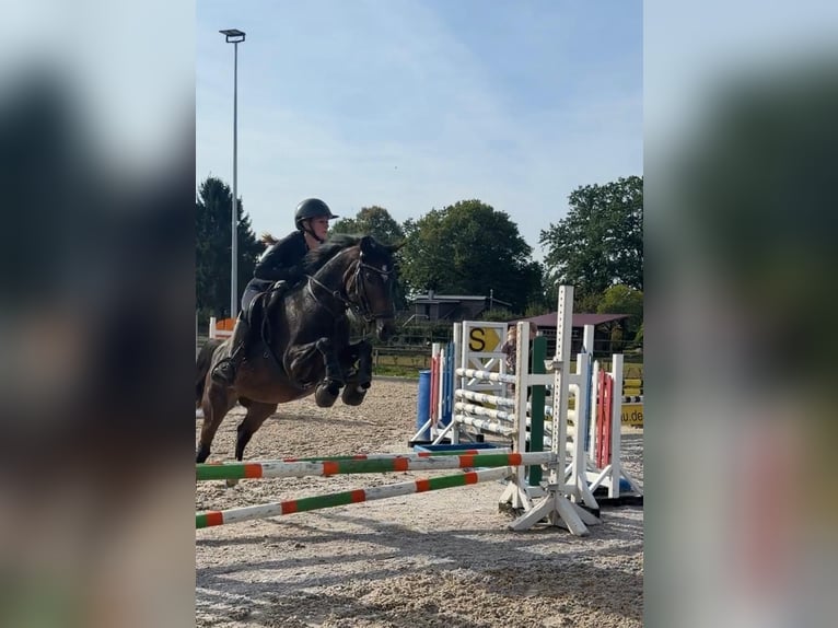 Niemiecki kuc wierzchowy Klacz 4 lat 147 cm Ciemnogniada in Aumühle