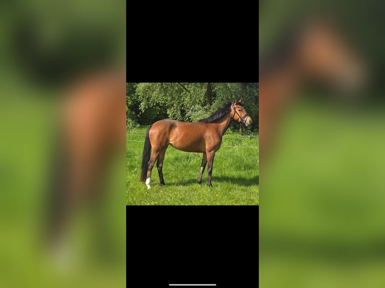 Niemiecki kuc wierzchowy Klacz 4 lat 147 cm Gniada in Oberhausen