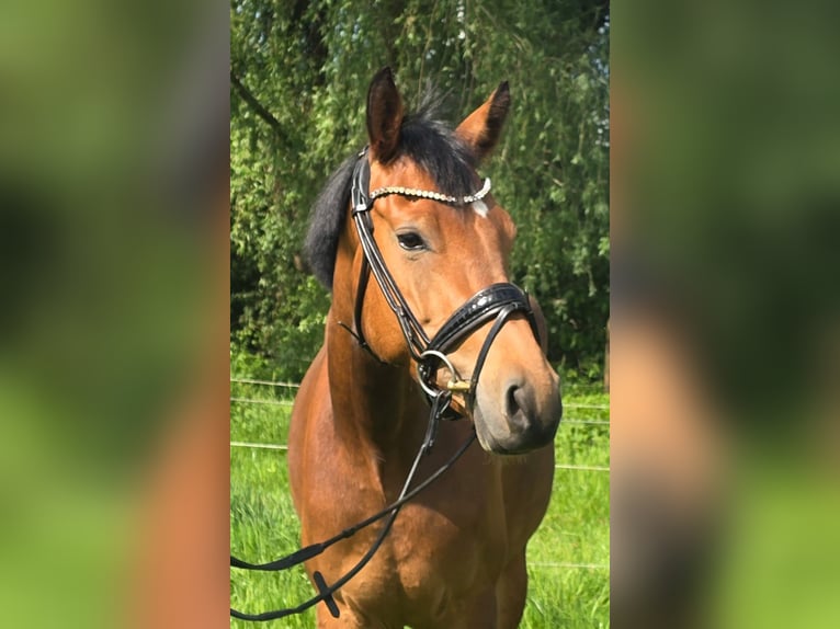 Niemiecki kuc wierzchowy Klacz 4 lat 147 cm Gniada in Oberhausen