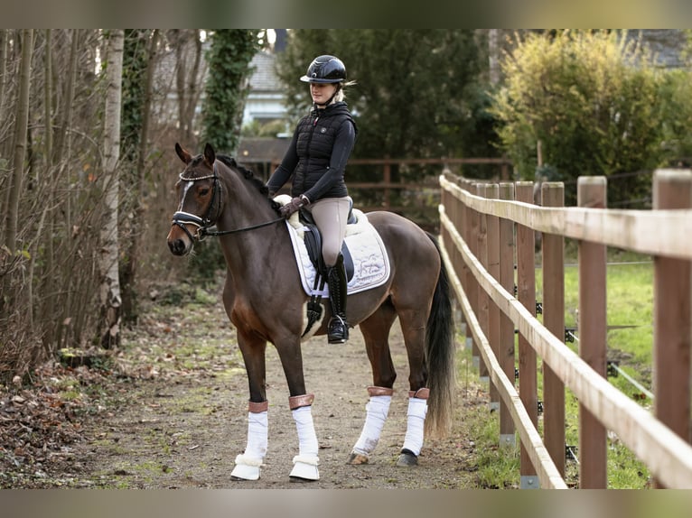 Niemiecki kuc wierzchowy Klacz 4 lat 147 cm Gniada in Lünen