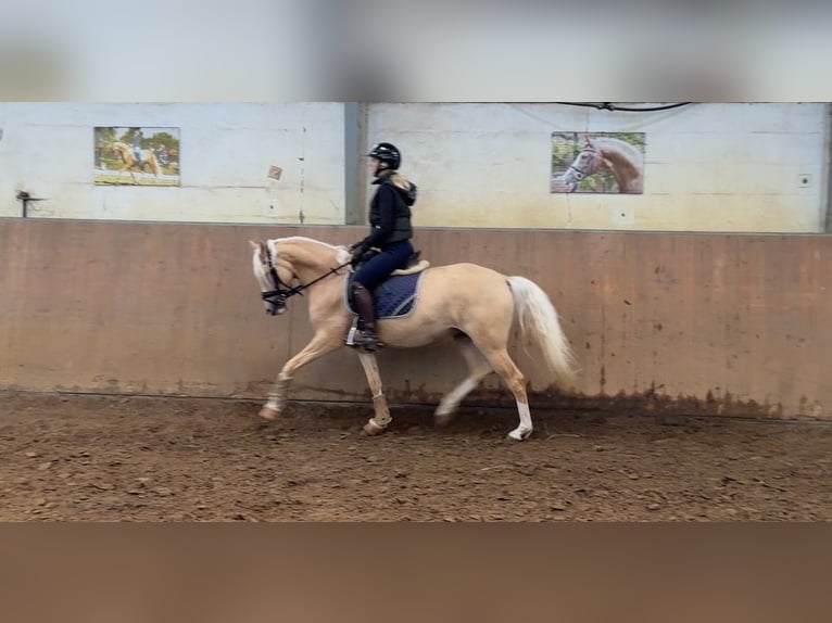 Niemiecki kuc wierzchowy Klacz 4 lat 147 cm Izabelowata in Achim