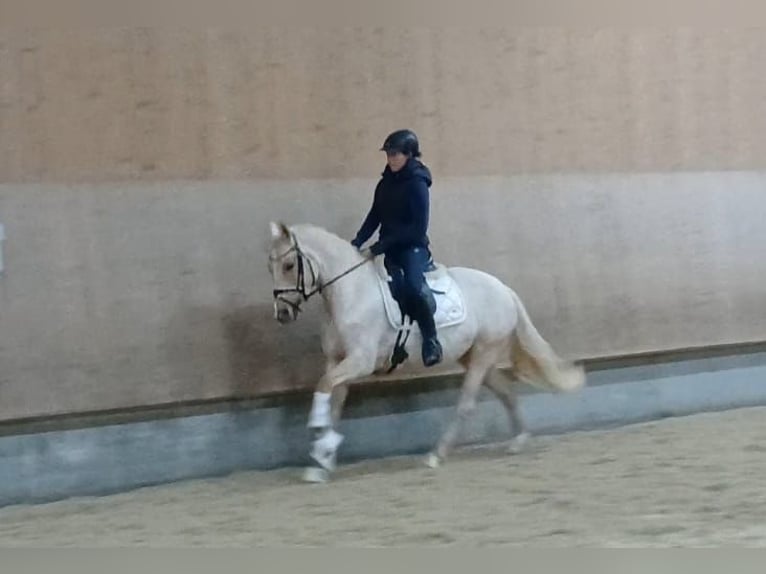 Niemiecki kuc wierzchowy Klacz 4 lat 147 cm Izabelowata in Rudersberg