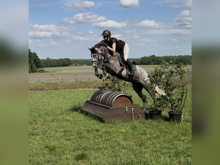 Niemiecki kuc wierzchowy Klacz 4 lat 147 cm Siwa in Lastrup