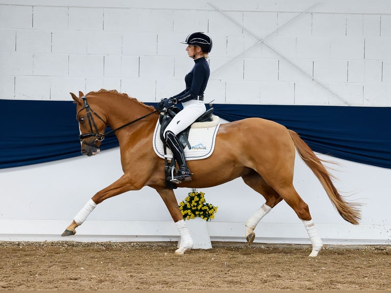 Niemiecki kuc wierzchowy Klacz 4 lat 148 cm Bułana in Marsberg