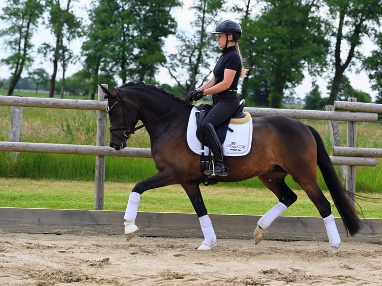 Niemiecki kuc wierzchowy Klacz 4 lat 148 cm Ciemnogniada in Jever