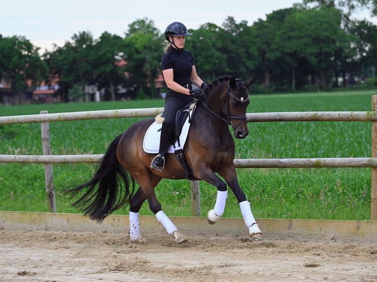Niemiecki kuc wierzchowy Klacz 4 lat 148 cm Ciemnogniada in Jever