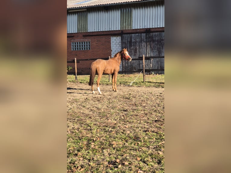 Niemiecki kuc wierzchowy Klacz 4 lat 148 cm Ciemnokasztanowata in Vienenburg