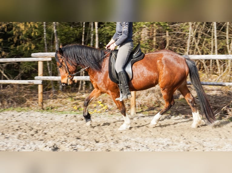 Niemiecki kuc wierzchowy Klacz 4 lat 148 cm Gniada in Opfenbach