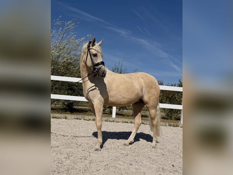 Niemiecki kuc wierzchowy Klacz 4 lat 148 cm Izabelowata in Weilheim an der Teck