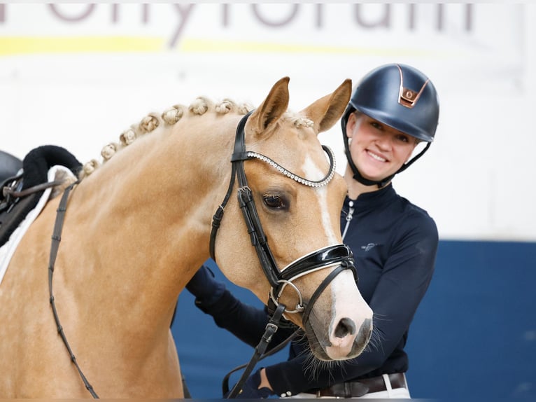 Niemiecki kuc wierzchowy Klacz 4 lat 148 cm Izabelowata in Marsberg