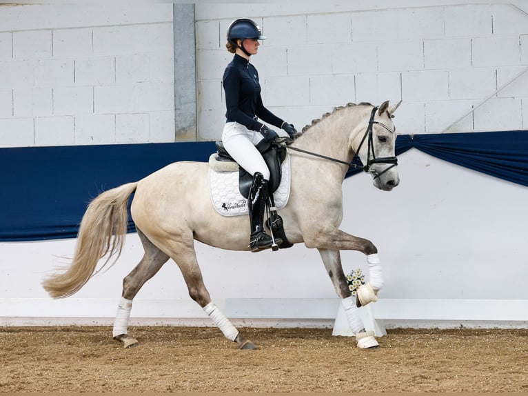 Niemiecki kuc wierzchowy Klacz 4 lat 148 cm Izabelowata in Marsberg