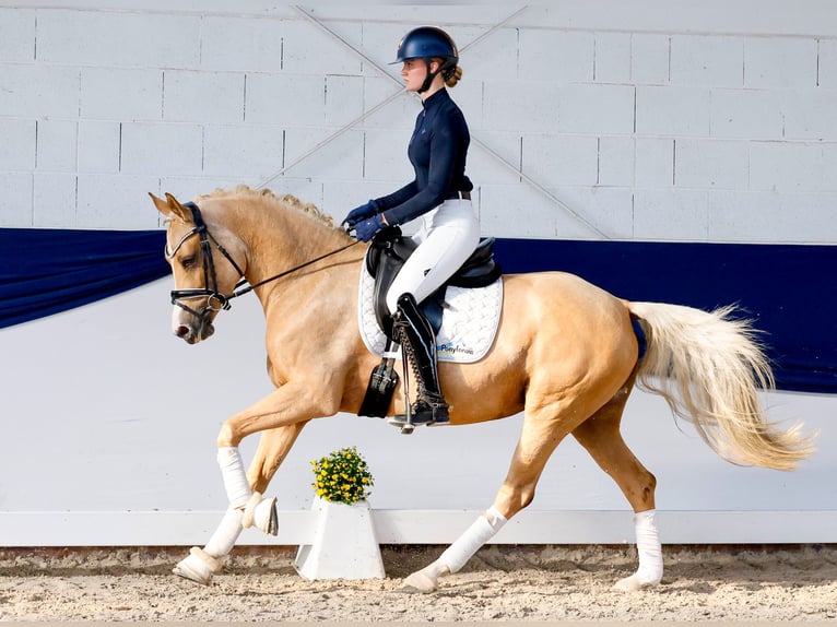Niemiecki kuc wierzchowy Klacz 4 lat 148 cm Izabelowata in Marsberg