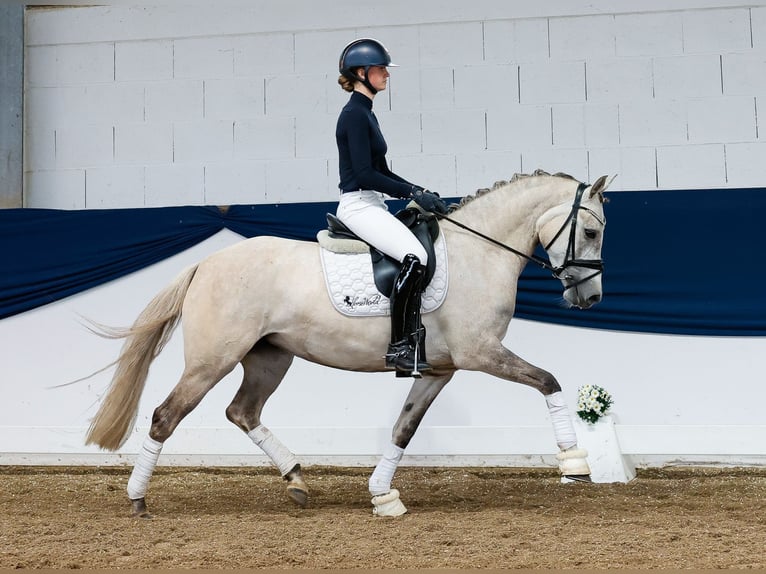 Niemiecki kuc wierzchowy Klacz 4 lat 148 cm Izabelowata in Marsberg
